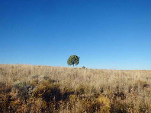 GDMBR: A lone tree.
